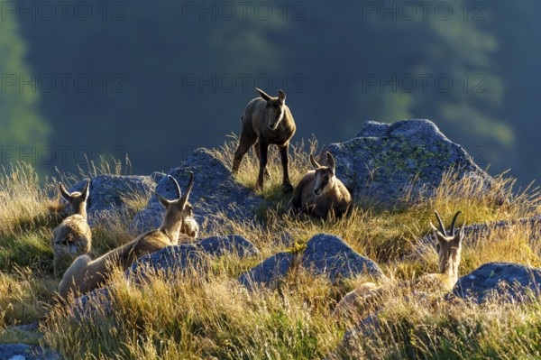 Group of chamois gathered on a rocky mountain meadow, chamois, chamois, (Rupicapra rupicaprae), fawn, wildlife, Vosges, France