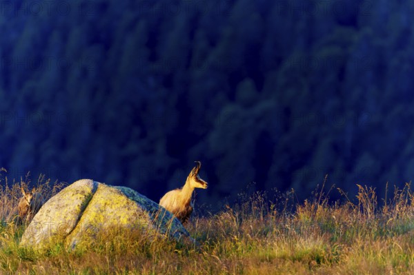 A chamois stands next to a rock in a meadow, surrounded by dark forest, chamois, chamois, (Rupicapra rupicaprae), wildlife, Vosges, France
