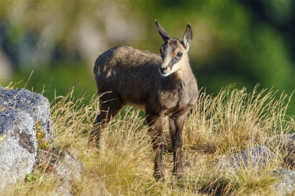A young chamois stands attentively on a summer meadow full of grass, chamois, chamois, (Rupicapra rupicaprae), fawn, wildlife, Vosges, France