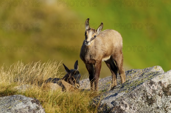 A curious young chamois stands on a rock, accompanied by a resting deer in the grass, chamois, chamois, (Rupicapra rupicaprae), fawn, wildlife, Vosges, France