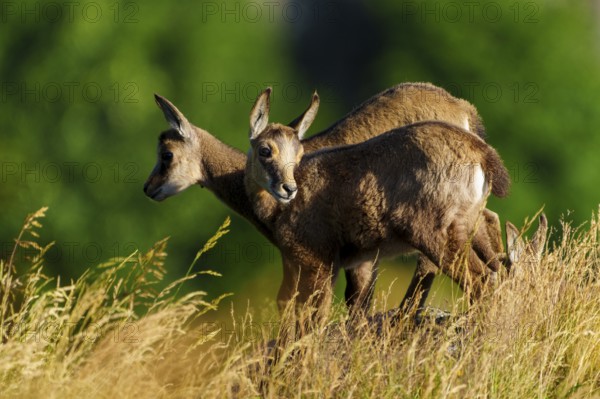 Two young chamois standing on a sunny meadow in front of a green background, chamois, chamois, (Rupicapra rupicaprae), fawn, wildlife, Vosges, France