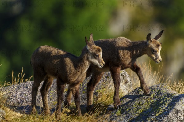 Two young chamois standing close to each other on a rocky ground surrounded by summer grass, chamois, chamois, (Rupicapra rupicaprae), fawn, wildlife, Vosges, France