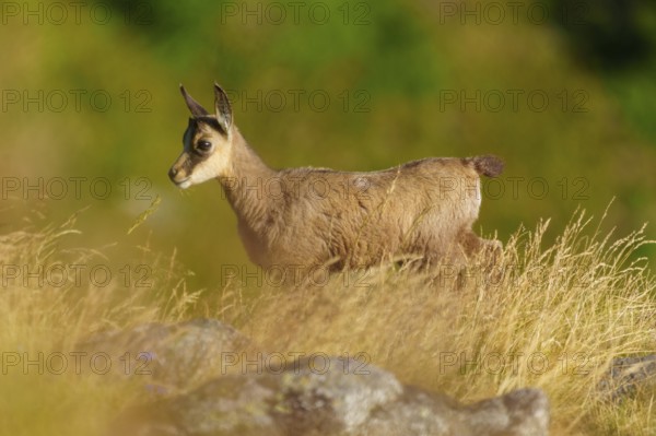 A young chamois stands in a meadow and looks sideways, surrounded by grass in summer, chamois, chamois, (Rupicapra rupicaprae), fawn, wildlife, Vosges, France
