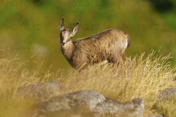 A young chamois stands in a meadow in summer, surrounded by grass and trees, chamois, chamois, (Rupicapra rupicaprae), fawn, wildlife, Vosges, France
