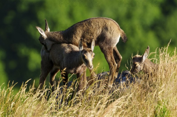 Three young chamois standing on a sunny meadow in front of a green background, chamois, chamois, (Rupicapra rupicaprae), fawn, wildlife, Vosges, France