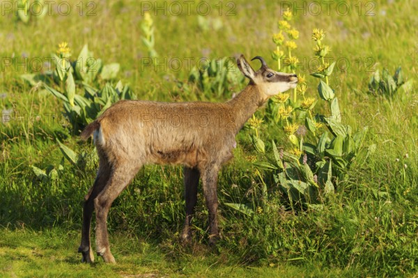 Chamois standing on a summery, flowering meadow. Quiet scene in natural surroundings, chamois, chamois, (Rupicapra rupicaprae), fawn, wildlife, Vosges, France