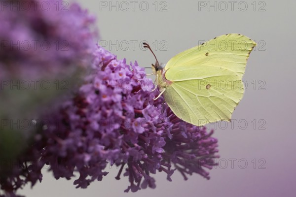 A lemon butterfly (Gonepteryx rhamni) sitting on a purple blossom, summer lilac (Buddleja davidii), in front of a blurred background, Hesse, Germany