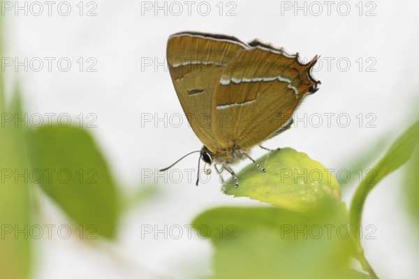 Kidney Spotted Fritillary (Thecla betulae) sitting on a green leaf against a blurred background, Hesse, Germany