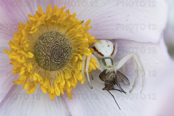 Goldenrod crab spider (Misumena vatia) with prey fly on the flower of an autumn anemone (Anemone hupehensis), Hesse, Germany