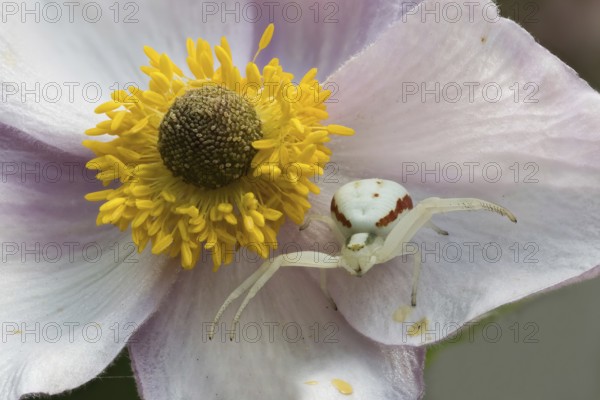 Goldenrod crab spider (Misumena vatia) sitting on the flower of an autumn anemone (Anemone hupehensis), Hesse, Germany