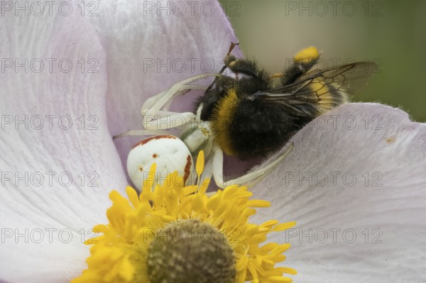 Goldenrod crab spider (Misumena vatia) with captured bumblebee on the flower of an autumn anemone (Anemone hupehensis), Hesse, Germany