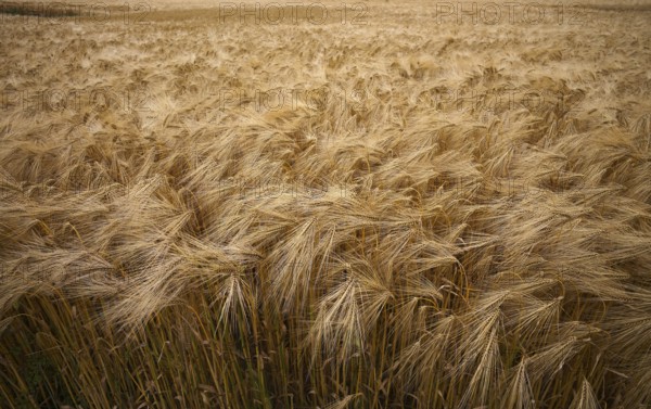 Barley, (Hordeum vulgare) barley field, cereals, Normandy, Calvados, France