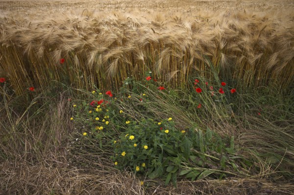 Flowering strip, corn poppy (Papaver rhoeas) in barley field, barley, (Hordeum vulgare) cereals, Normandy, Calvados, France