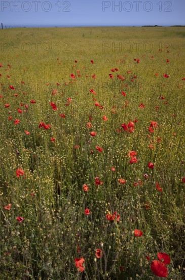 Corn poppy (Papaver rhoeas) Flax field, flax, (Linum usitatissimum) Linaceae, Normandy, Calvados, France