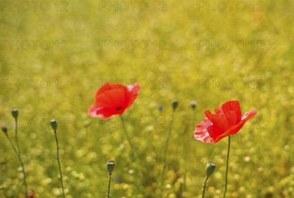 Corn poppy (Papaver rhoeas) Flax field, flax, (Linum usitatissimum) Linaceae, Normandy, Calvados, France