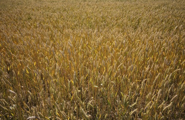 Wheat, (Triticum), wheat field, grain, Normandy, Calvados, France