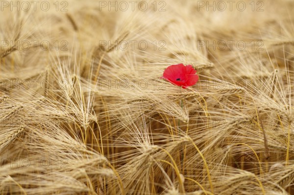 Corn poppy (Papaver rhoeas) in barley field, barley, (Hordeum vulgare) cereals, Normandy, Calvados, France