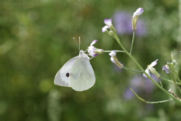 Cabbage butterfly (Pieris brassicae), close-up, flower, summer, The cabbage butterfly sucks nectar from a flower