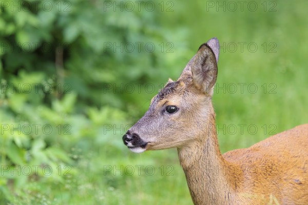 Portrait of a female roe deer (Capreolus capreolus) standing in a green meadow. Bavaria, Germany