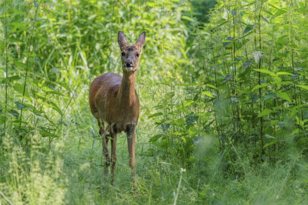 A female roe deer (Capreolus capreolus) crosses a nettle thicket. Bavaria, Germany