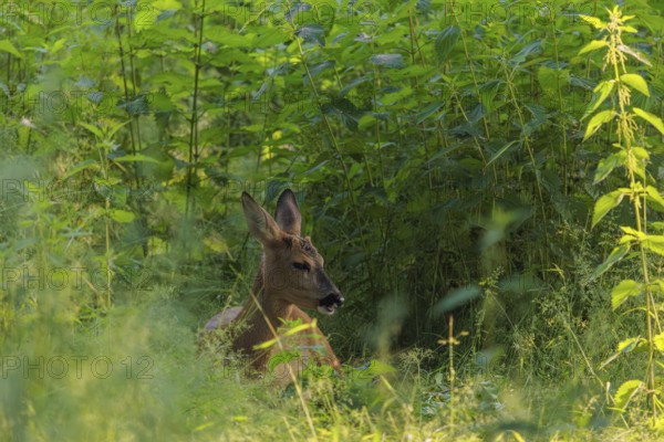 A female roe deer (Capreolus capreolus) rests in nettle thicket. Bavaria, Germany