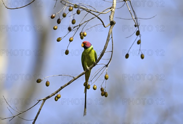 Plum-headed Parakeet (Psittacula cyanocephala), Corbett National Park, near Ramnagar, Uttarakhand State, India