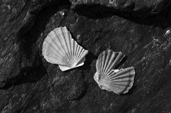 Scallops washed up on volcanic rock, black and white, Grandcamp-Maisy, Normandy, Calvados, France