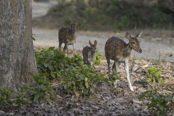 Axis deer or chitals (Axis axis), Corbett National Park, near Ramnagar, Uttarakhand State, India