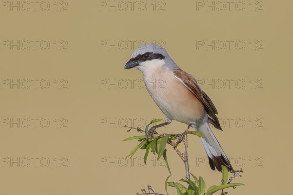 Red-backed shrike (Lanius collurio), male on perching branch, looking for prey, wildlife, migratory bird, animals, birds, Ziggsee, Lake Neusiedl-Seewinkel National Park, Burgenland, Austria