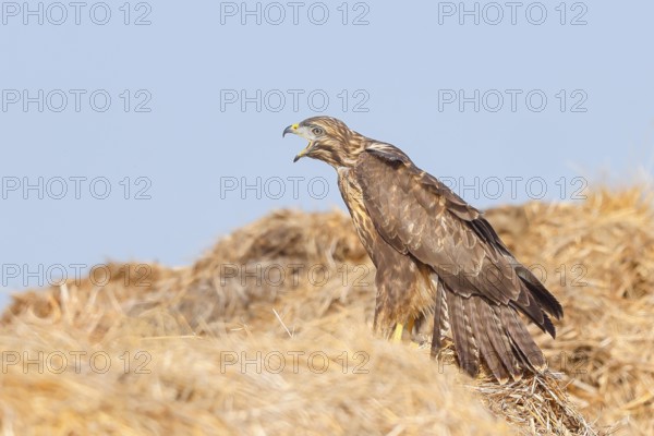 Buzzard (Buteo buteo) adult bird sits calling on a pile of straw, wildlife, nature photography, birds, bird of prey, Lake Neusiedl National Park, Seewinkel, Burgenland, Austria