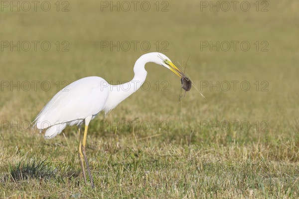 Great Egret (Egretta alba), standing with a caught field mouse (Microtus arvalis) in a mown meadow, by-catch, wildlife, nature photography, heron, Apetlon, Lake Neusiedl, Burgenland, Austria