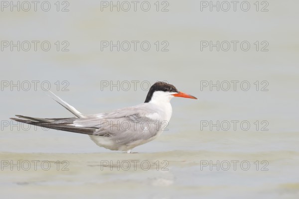 Common Tern (Sterna hirundo) standing in shallow water, terns, wildlife, nature photography, migratory bird, Apetlon, Lake Neusiedl, Burgenland, Austria