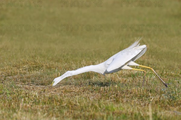 Great Egret (Egretta alba), looking for food in a mown meadow, wildlife, prey, nature photography, heron, Apetlon, Lake Neusiedl, Burgenland, Austria