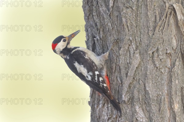 Blood woodpecker (Dendrocopos syriacus) male, looking for food on a tree trunk, wildlife, animals, birds, woodpeckers, Ziggsee, Lake Neusiedl National Park, Seewinkel, Burgenland, Eastern Europe