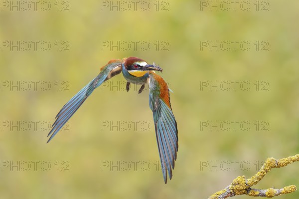 Bee-eater (Merops apiaster), a bird approaching with a hoverfly (Syrphidae) in its beak, wildlife, migratory bird, raptor, animals, birds Lake Neusiedl National Park, Seewinkel, Burgenland, Austria