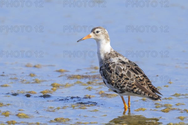 Ruff, (Philomachus pugnax), male looking for food, standing in shallow water, wildlife, animals, birds, snipe family, Ziggsee, Lake Neusiedl National Park, Seewinkel, Burgenland, Austria