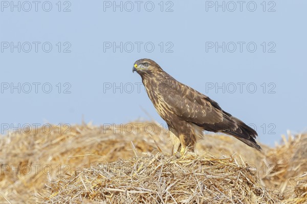 Buzzard (Buteo buteo) adult bird sitting on a pile of straw, wildlife, nature photography, birds, bird of prey, Lake Neusiedl National Park, Seewinkel, Burgenland, Austria
