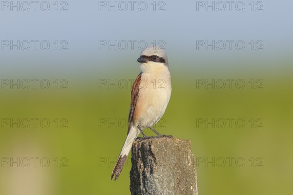 Red-backed shrike (Lanius collurio) male on post, looking for prey, wildlife, migratory bird, animals, birds, Ziggsee, Lake Neusiedl-Seewinkel National Park, Burgenland, Austria