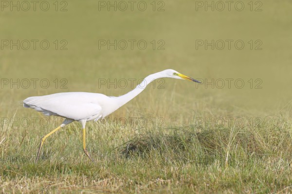 Great Egret (Egretta alba), looking for food in a mown meadow, wildlife, nature photography, heron, Apetlon, Lake Neusiedl, Burgenland, Austria
