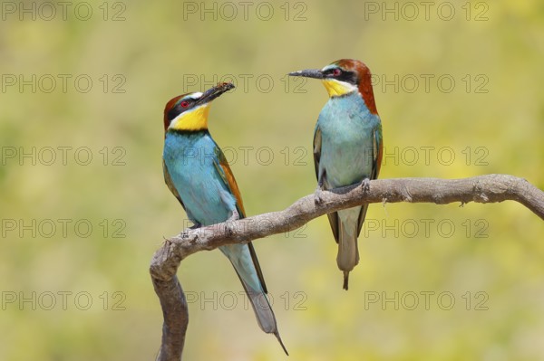 Bee-eater (Merops apiaster) pair sitting on a branch, male, female, breeding, wildlife, mating, migratory bird, raptor, animals, birds, Lake Neusiedl National Park, Seewinkel, Burgenland, Austria