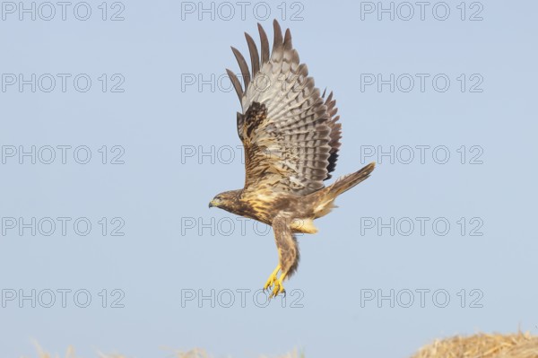Buzzard (Buteo buteo) adult bird taking off from a pile of straw, wildlife, nature photography, birds, bird of prey, Lake Neusiedl National Park, Seewinkel, Burgenland, Austria