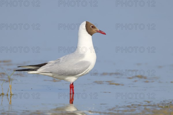 Black-headed Black-headed Gull (Larus ridibundus) standing in shallow water, wildlife, nature photography, birds, gulls, Apetlon, Lake Neusiedl National Park, Seewinkel, Burgenland, Austria