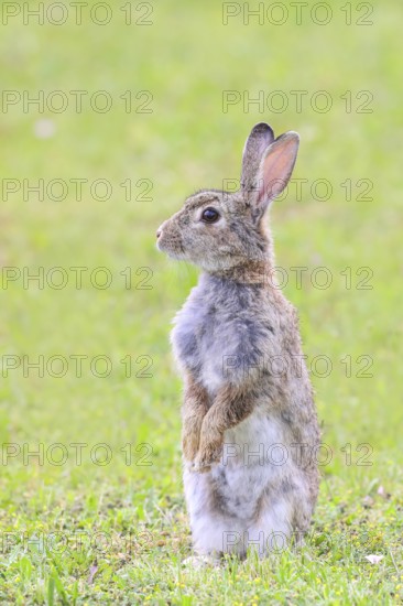 Wild rabbit (Oryctolagus cuniculus) standing upright in meadow, wildlife, animals, mammal, Podersdorf, Lake Neusiedl National Park, Seewinkel, Northern Burgenland, Burgenland, Austria