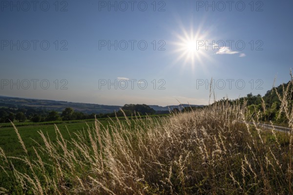 Perennial ryegrass (Lolium perenne) backlit by the sun, Franconia, Bavaria, Germany