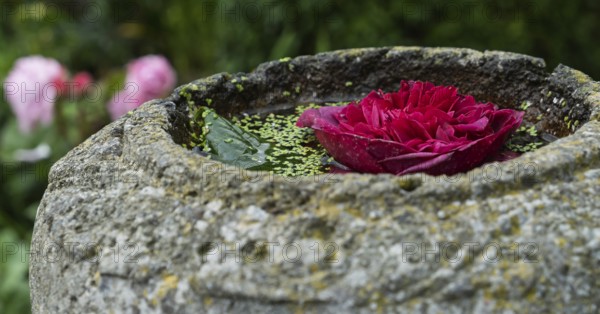 Flower in a bowl of water, North Rhine-Westphalia, Germany