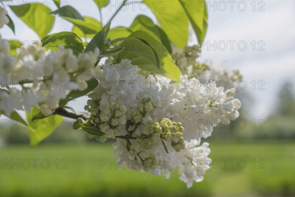 Common lilac (Syringa vulgaris), white flowers, Münsterland, North Rhine-Westphalia, Germany