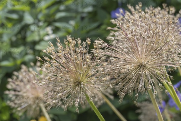 Inflorescences of ornamental leeks (Allium sp.), Münsterland, North Rhine-Westphalia, Germany