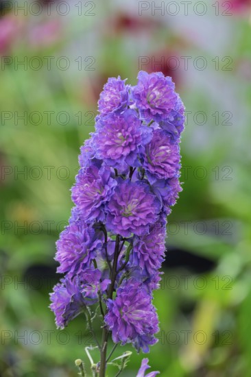 Delphiniums (Delphinium), North Rhine-Westphalia, Germany