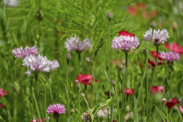 Pink cornflowers in a colourful flower meadow, Münsterland, North Rhine-Westphalia, Germany