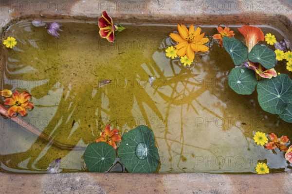 Flowers and leaves on water surface in a small pool with reflection, Netherlands